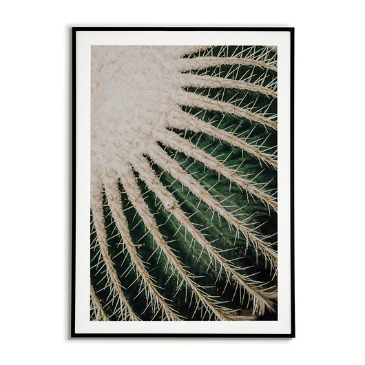 Plakat Botaniczny - Echinocactus grusonii kaktus Bajkowe Obrazki