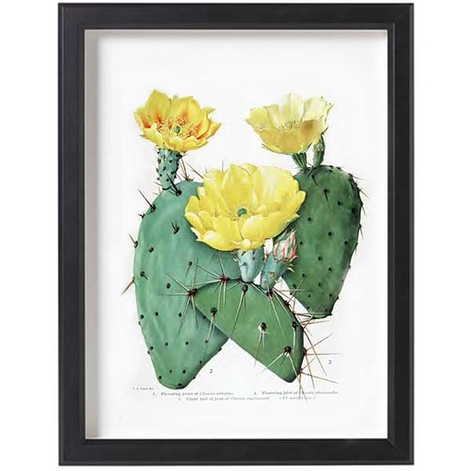 Obraz w ramce A3 - ilustracja botaniczna KAKTUS  botanika