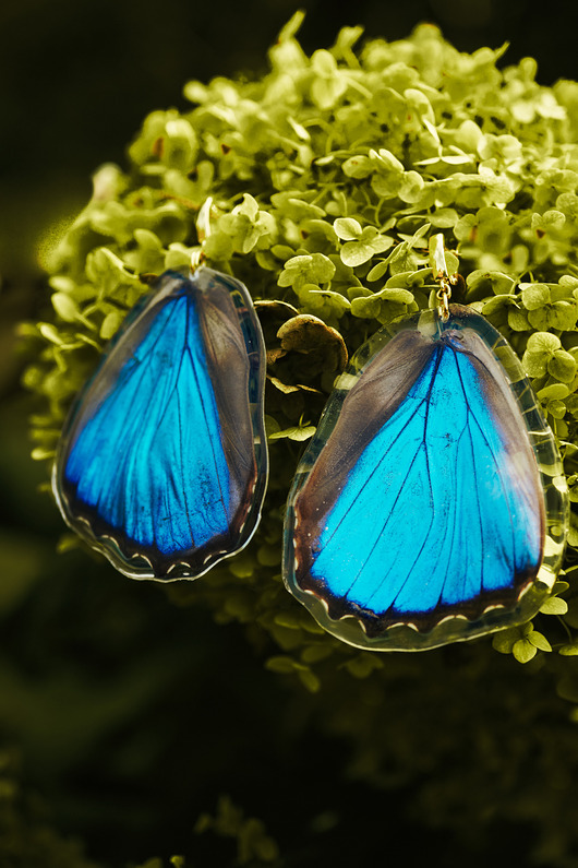 kolczyki pozłacane Kolczyki złote Kolczyki motyle morpho didius, niebieskie