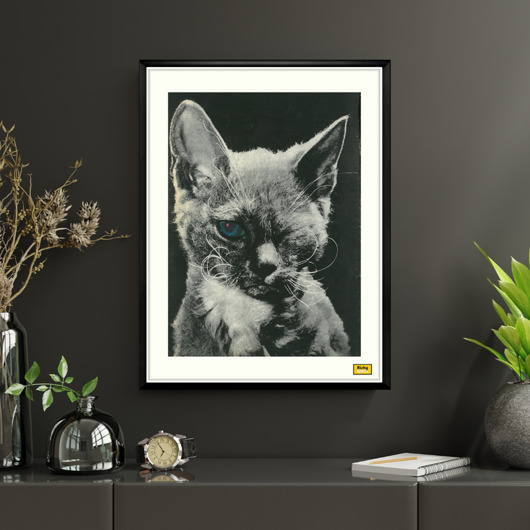 plakaty Plakat KOT NIEBIESKIE OKO