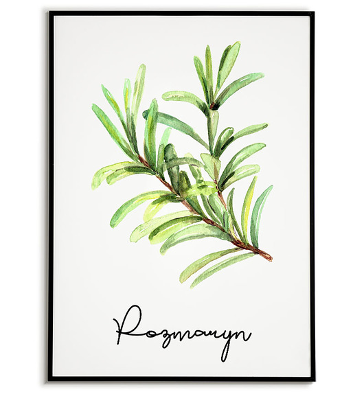 plakaty Plakat  GRAFIKA roślina ZIOŁA rozmaryn