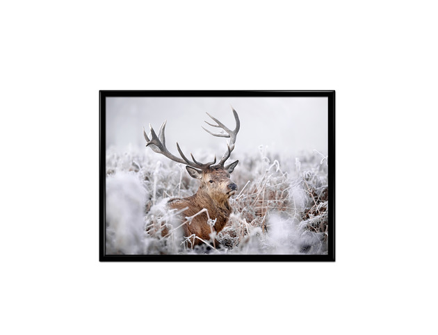 Plakat Deer  Bury Lis