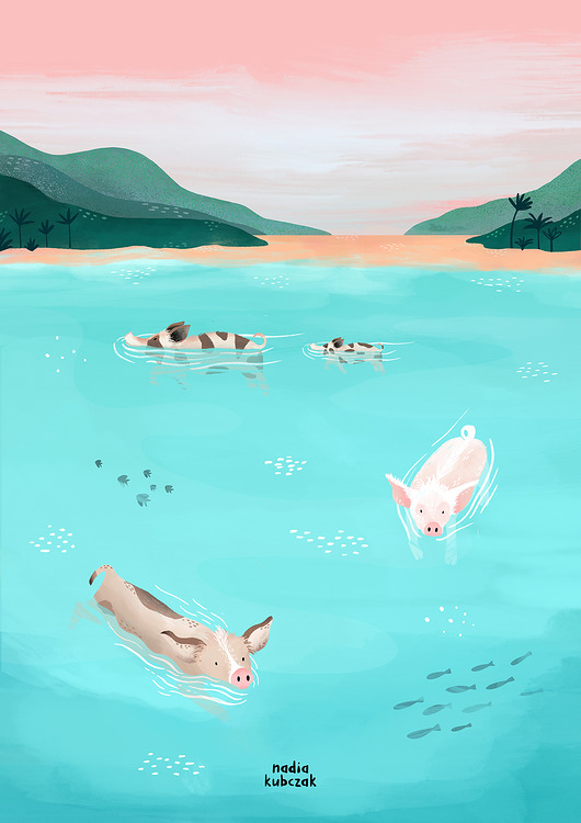 plakaty Plakat swimming pigs