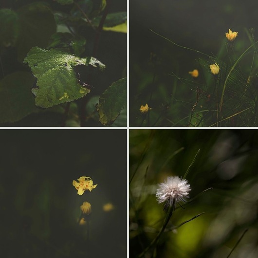 fotografia 4 fotografie natury z cyklu "Zwyczajność"