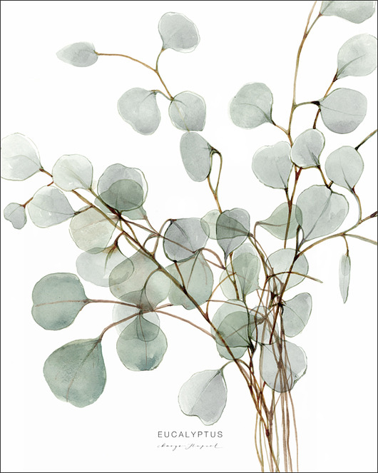 grafiki i ilustracje Eucalyptus print