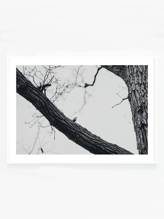 fotografia Ptak na gałęzi