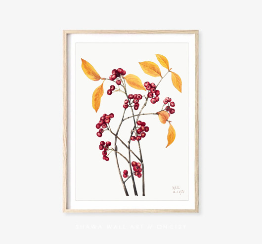 plakaty PLAKAT botaniczny, ilustracja, grafika