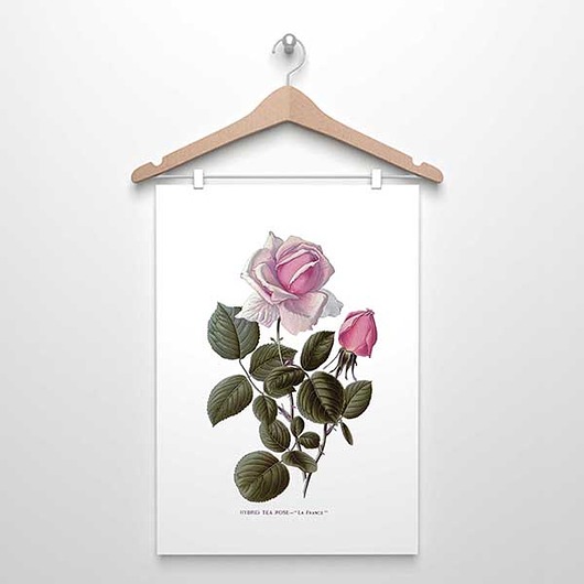 plakaty RÓŻA RÓŻOWA  plakat  A4, A3 (lub 30x40cm)