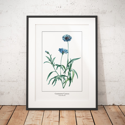 Plakat botaniczny Chaber Bławatek trochę na ścianę