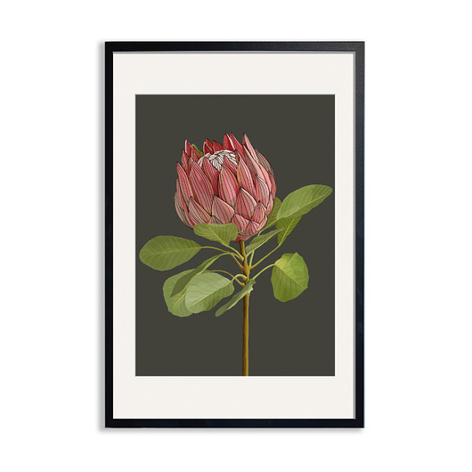 plakaty PLAKAT (poster) KWIAT PROTEA