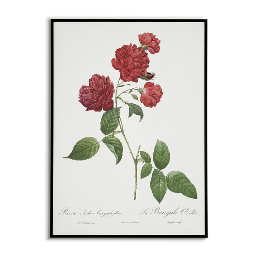 Rosa indica - Plakat botaniczny - Retro Bajkowe Obrazki