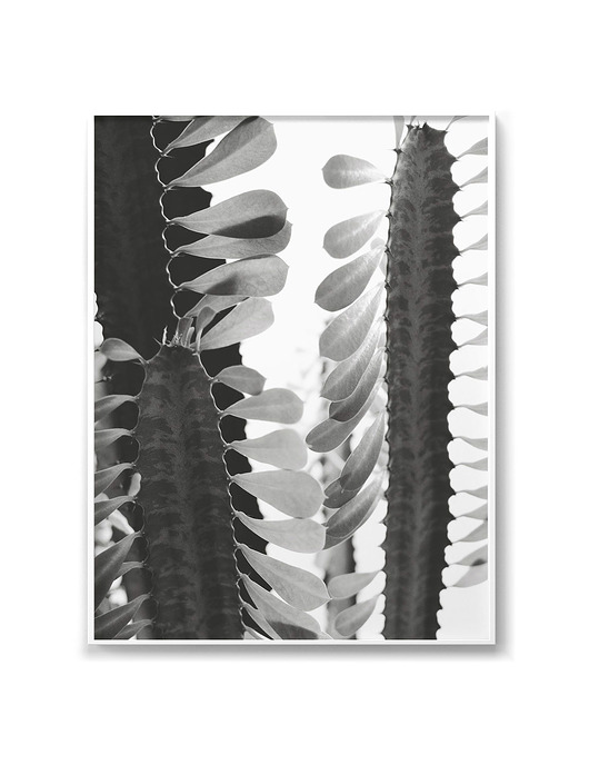 Plakat SUKULENTY roz. 50x70 cm Hug The Stuff