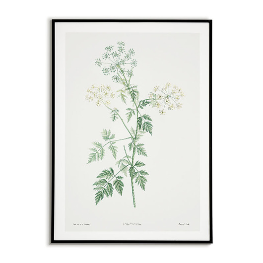 plakaty Plakat botaniczny ilustracja z kwiatem Cykuta