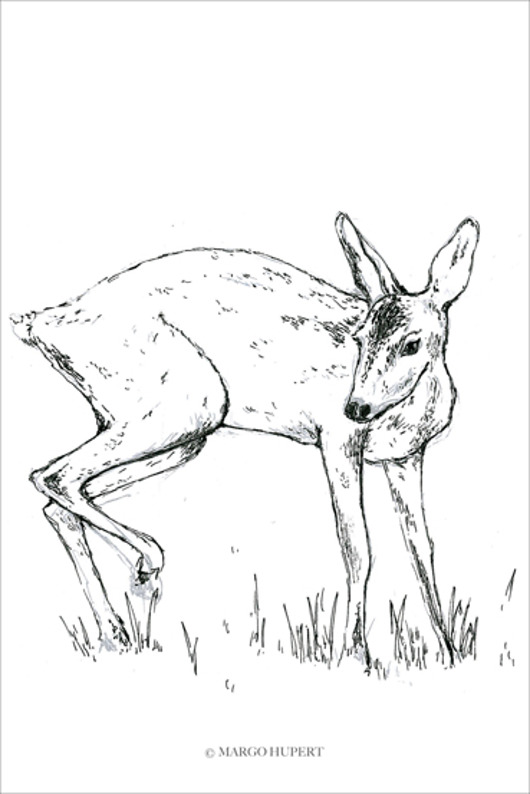 jelonek plakat/poster, wydruk cyfrowy Margo Hupert