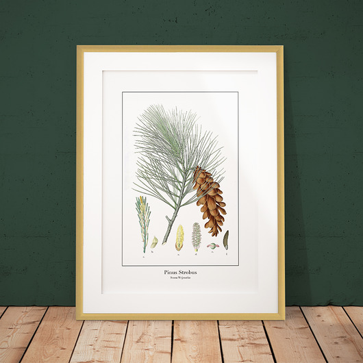 Plakat botaniczny Sosna Wejmutka trochę na ścianę