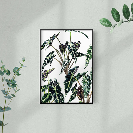 grafiki i ilustracje Alokazja - ilustracja botaniczna