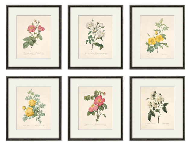 grafiki i ilustracje Róża stara Grafika  Rysunek kwiaty Ilustracja Druk Botaniczny prezent
