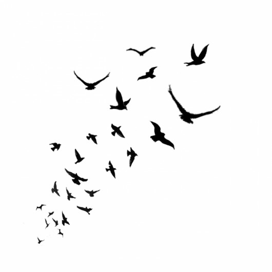birds dometwice