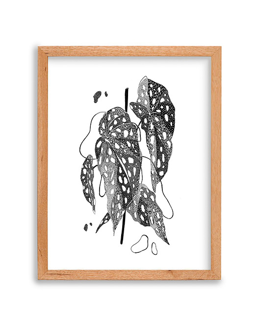 Begonia rena illustration