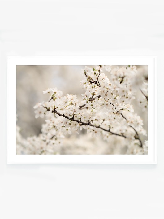 fotografia Wiosenne drzewo