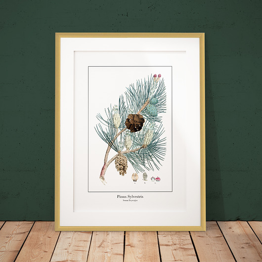 Plakat botaniczny Sosna Zwyczajna-szyszki,nasiona trochę na ścianę
