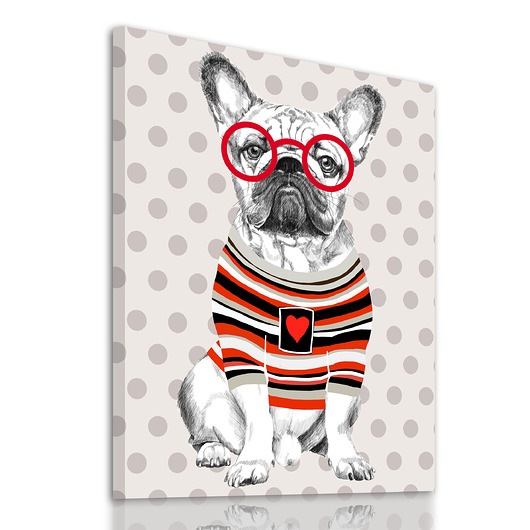 obrazy OBRAZ NA PŁÓTNIE -  80x100 BULDOG BULWA