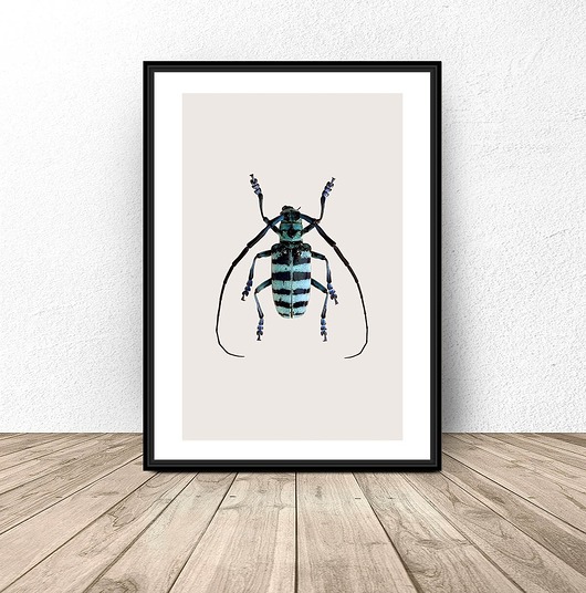 plakaty Plakat na ścianę z niebieskim żukiem 50x70 (500mm x 700mm)