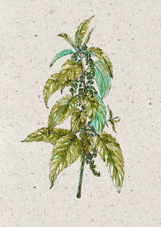 Pokrzywa BOSKE