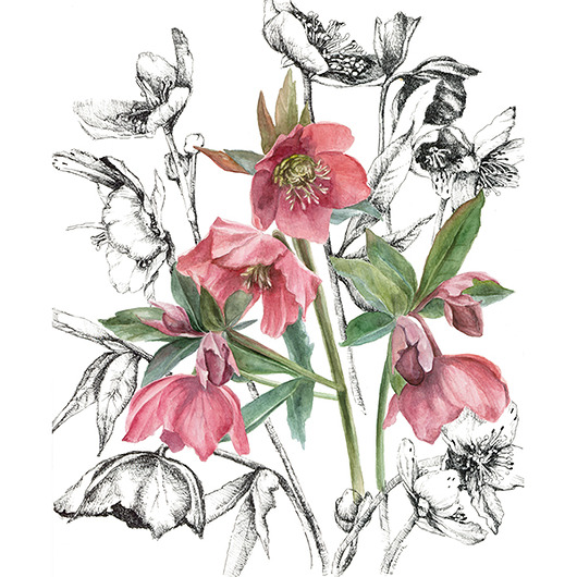 grafiki i ilustracje Ciemierniki