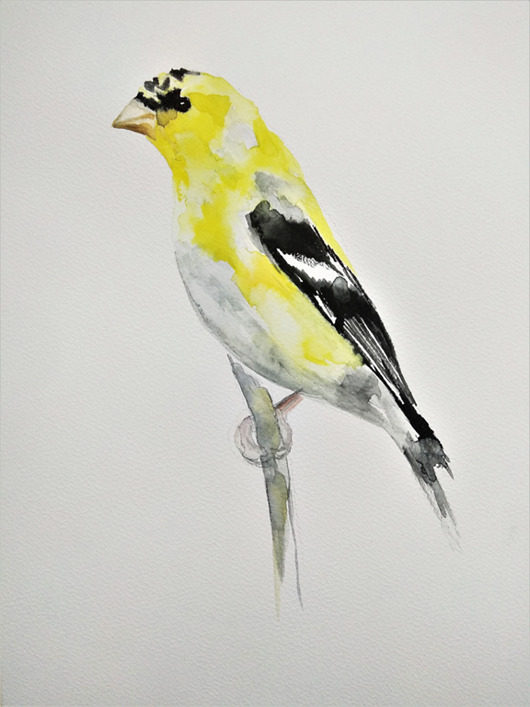 Akwarela szczygieł amerykański Wiktoria Borys Art