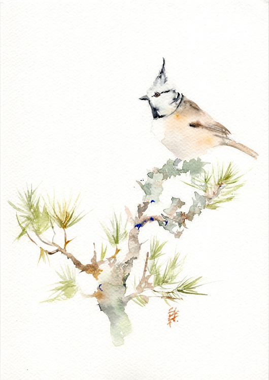 obrazy Oryginalna akwarela. Sikora czubatka