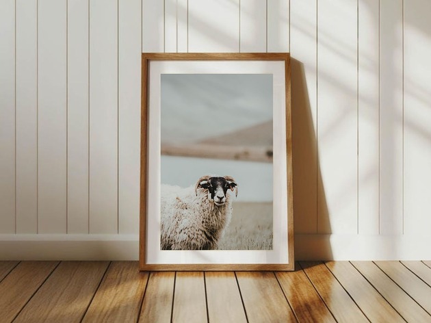 plakaty PLAKAT fotografia owca owce góry zdjęcie