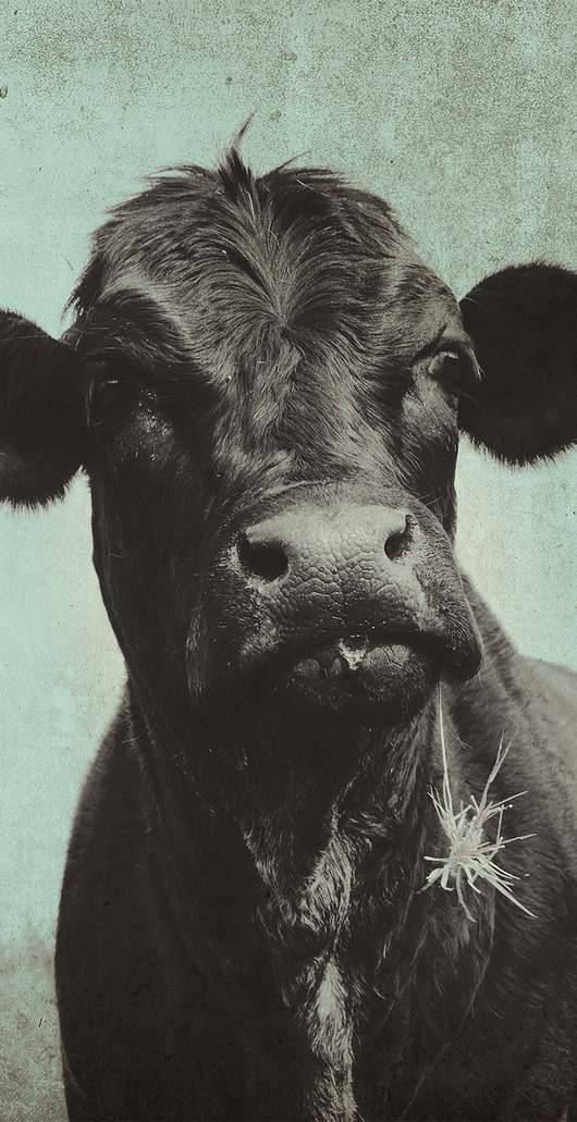 fototapeta Krowa - Fototapeta Samoprzylepna