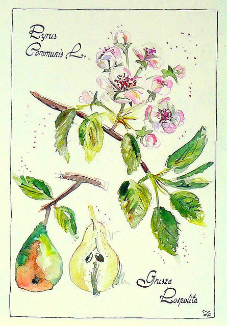 Pyrus Communis L. czyli Grusza Pospolita Camariera