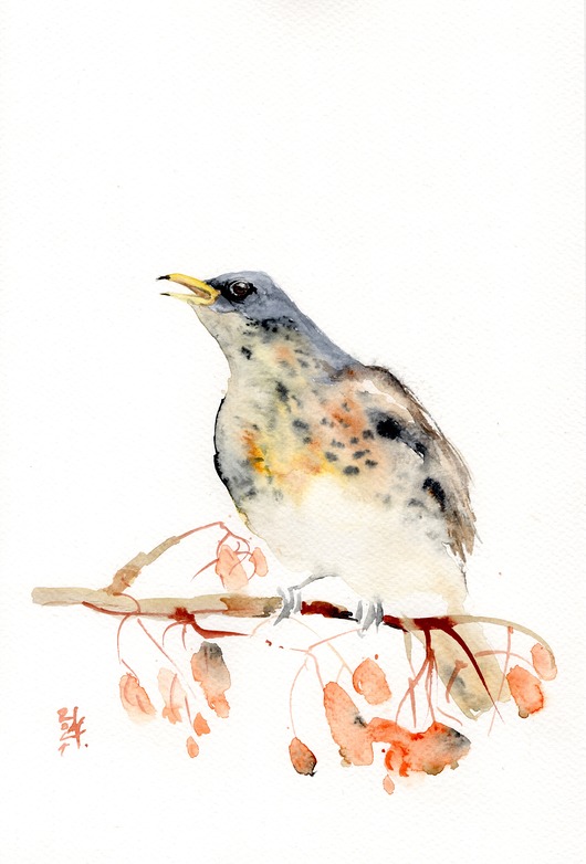 obrazy Oryginalna akwarela. Drozd