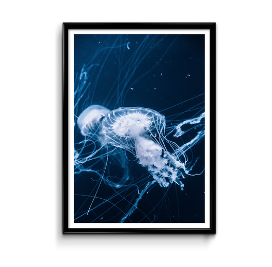 Plakat - Meduzy #1 Bury Lis