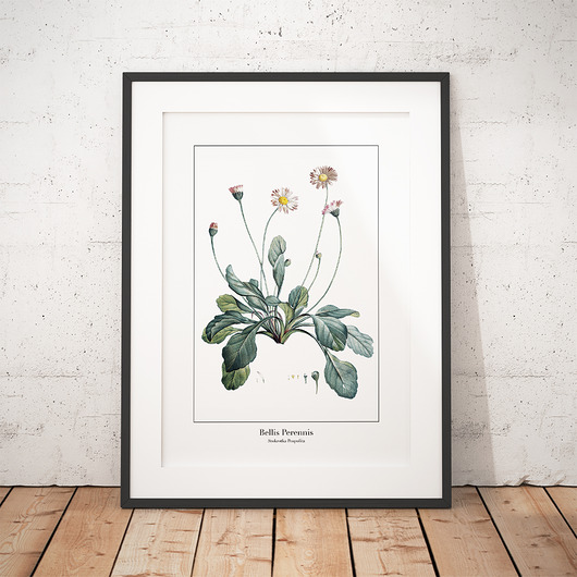 Plakat botaniczny Stokrotka Pospolita trochę na ścianę