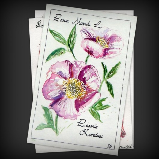 Peonia Mascula L. czyli Piwonia Koralowa  Camariera