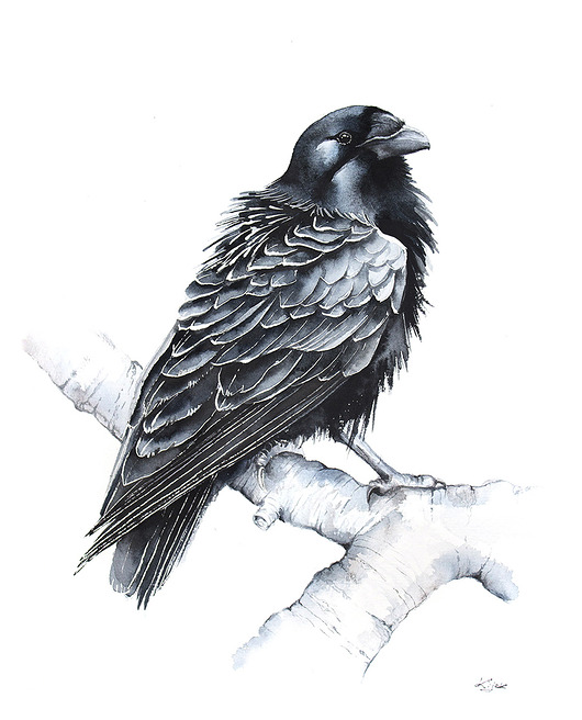 Kruk - plakat, reprodukcja 50x70cm Karolina Kijak