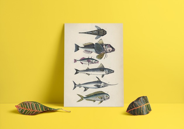 Plakat Ryby papiery pantery
