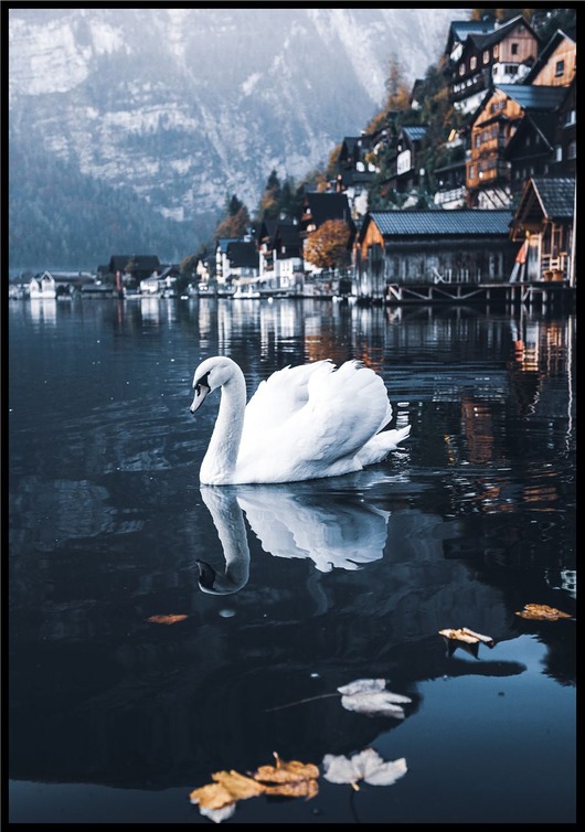 plakaty Plakat "Biały łabędź nad jeziorem Hallstatt"