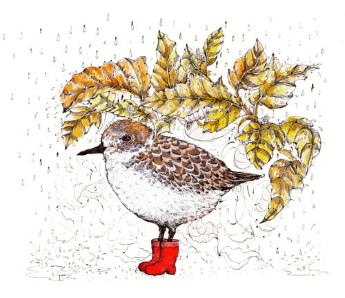 grafiki i ilustracje Ptaszek w butach- Biegus- Grafika