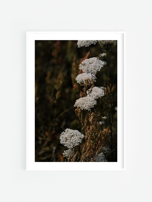 fotografia Krwawnik