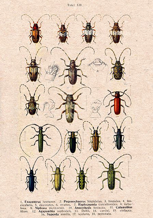 plakaty Plakat owady-rycina-z-ksiazki-xiii