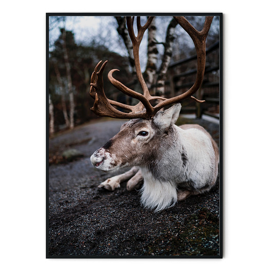 Plakat skandynawski Renifer myscandi