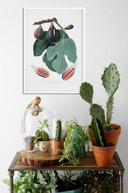Plakat botaniczny z figą retro vintage Bajkowe Obrazki