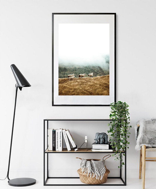 plakaty PLAKAT fotografia owce barany góry