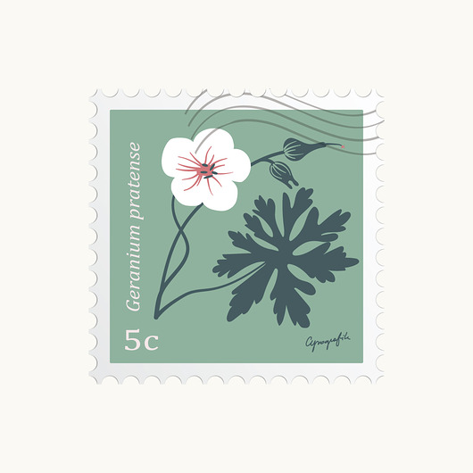 plakaty Bodziszek/ seria Herbarium plakat 40x40 cm