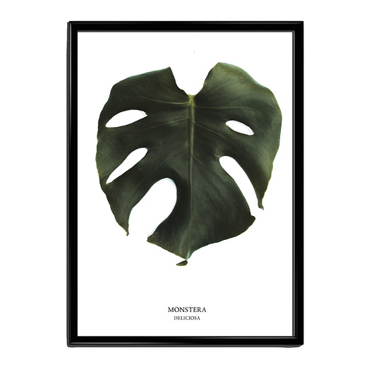 Plakat a4 MONSTERA Lawendowy Bazar