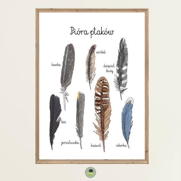 obrazy i plakaty do pokoju dziecięcego Plakat Edukacyjny Pióra ptaków Montessori dla dzieci